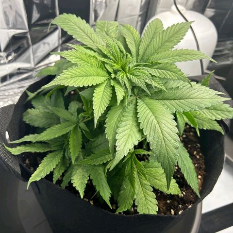 Cookie Kush XXL growlog timeline photo
