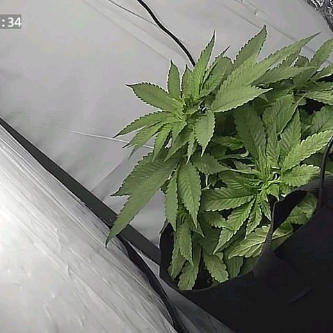 Cookie Kush XXL growlog timeline photo