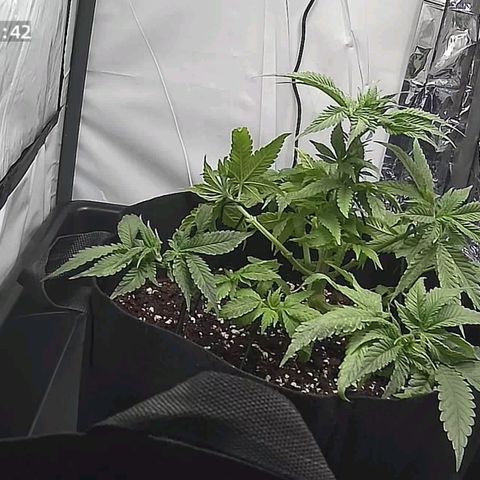 Cookie Kush XXL growlog photo: Beschnitten