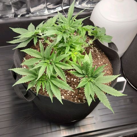 Cookie Kush XXL growlog timeline photo
