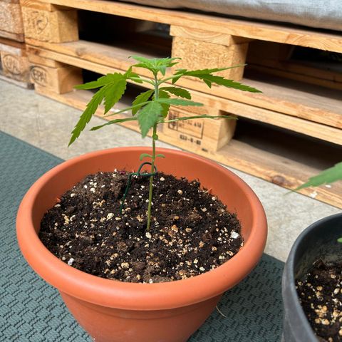 Mystery 2 growlog timeline photo