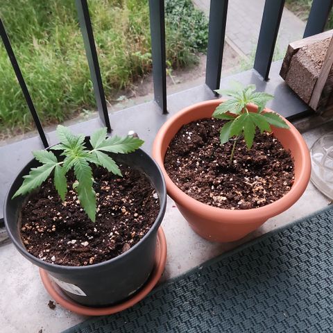 Mystery 2 growlog timeline photo