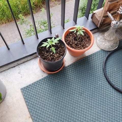 Mystery 2 growlog timeline photo