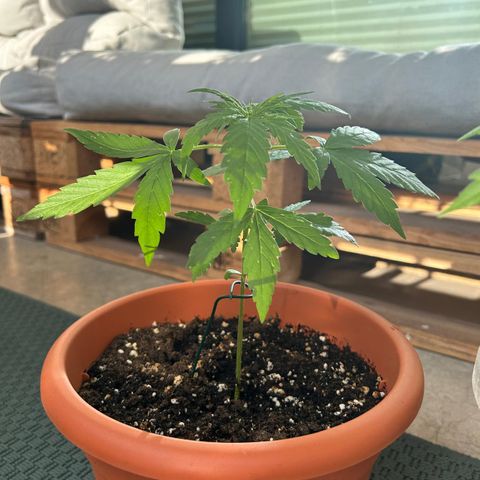 Mystery 2 growlog timeline photo