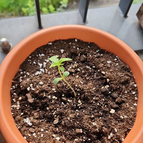 Mystery 2 growlog timeline photo