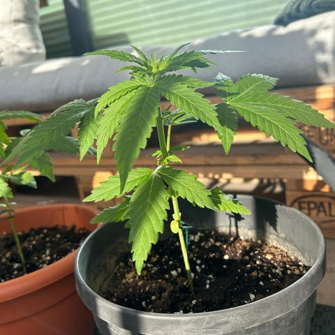 Mystery 1 growlog timeline photo