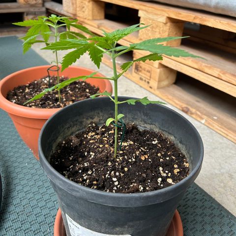 Mystery 1 growlog timeline photo