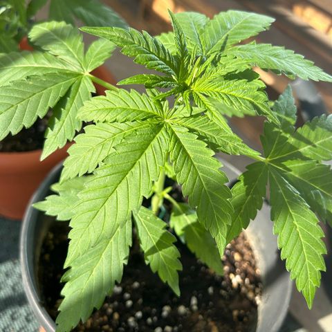 Mystery 1 growlog timeline photo