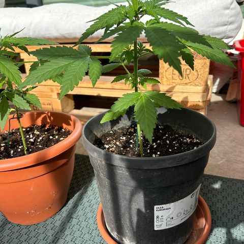 Mystery 1 growlog timeline photo