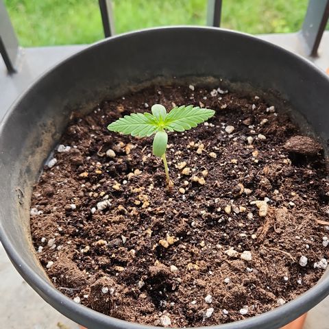 Mystery 1 growlog timeline photo