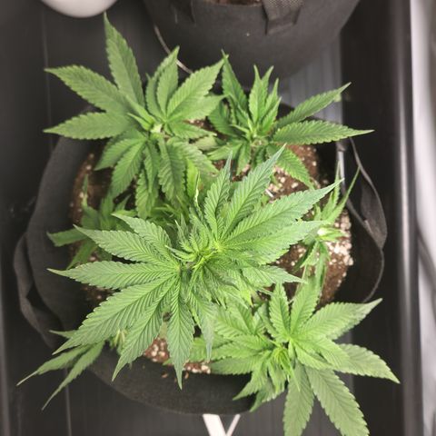 Cookie Kush XXL growlog timeline photo