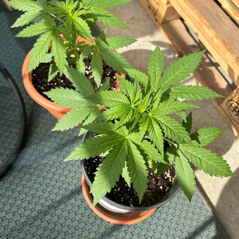 Mystery 1 growlog timeline photo