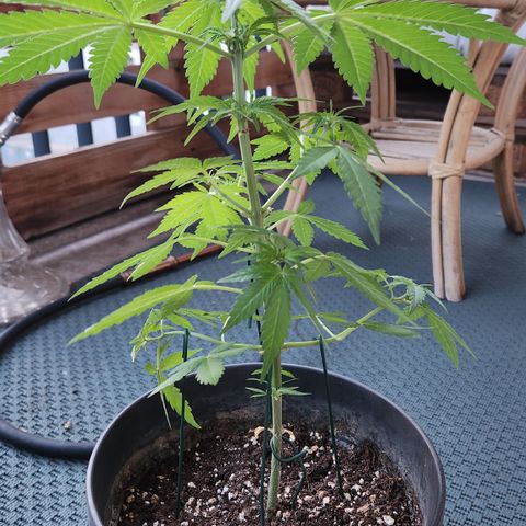 Mystery 1 growlog timeline photo