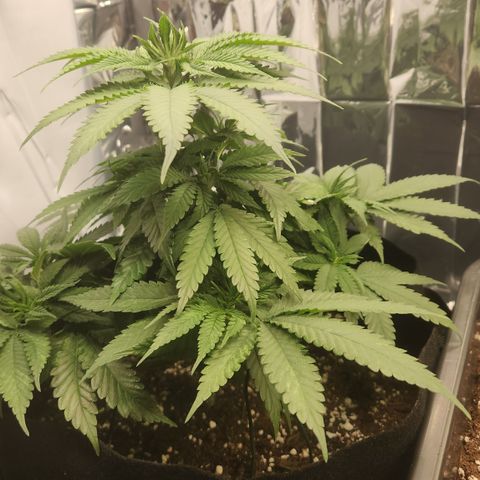 Cookie Kush XXL growlog timeline photo