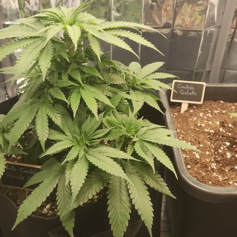 Cookie Kush XXL growlog timeline photo