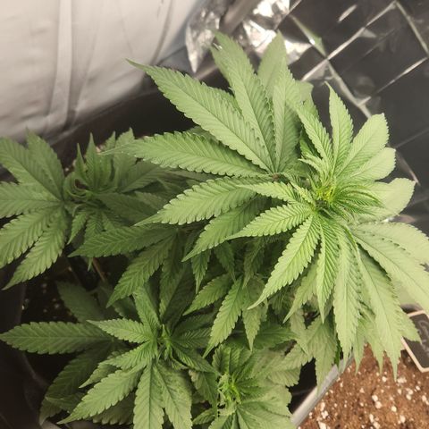 Cookie Kush XXL growlog timeline photo