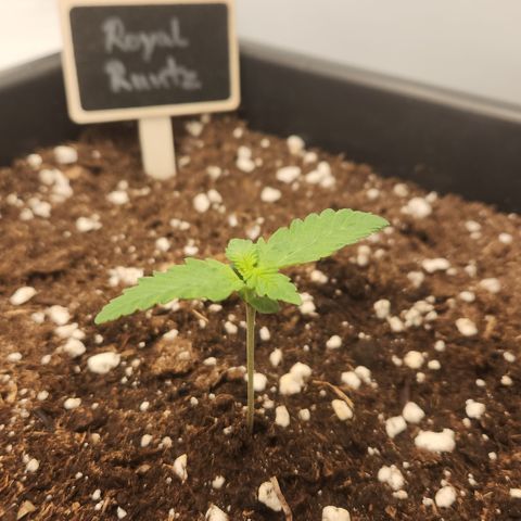 Royal Runtz AUTO growlog timeline photo