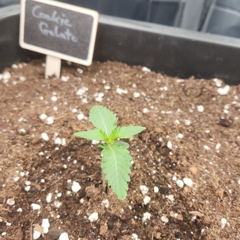 Cookie Gelato AUTO growlog timeline photo