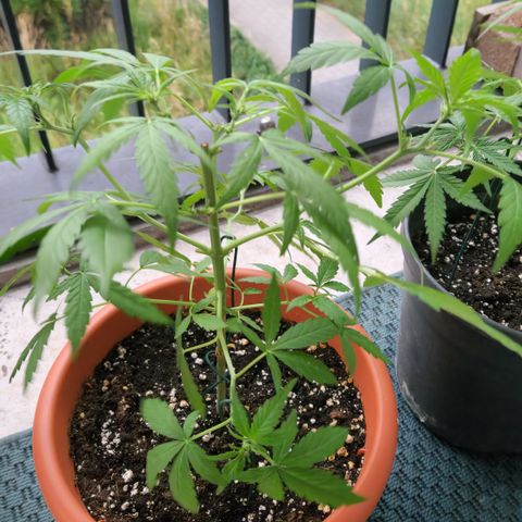 Mystery 2 growlog timeline photo