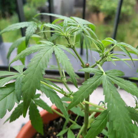 Mystery 2 growlog timeline photo