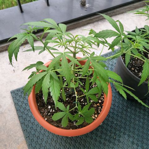 Mystery 2 growlog timeline photo