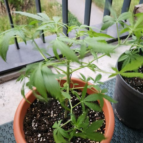 Mystery 2 growlog timeline photo