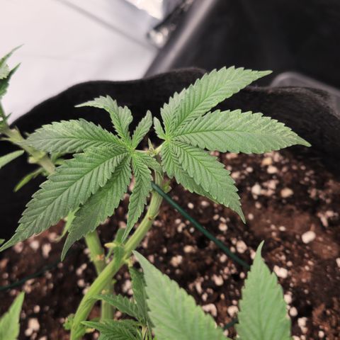 Cookie Kush XXL growlog timeline photo