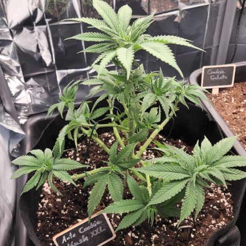 Cookie Kush XXL growlog timeline photo
