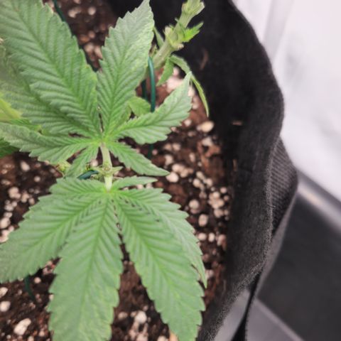 Cookie Kush XXL growlog timeline photo