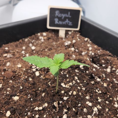 Royal Runtz AUTO growlog timeline photo