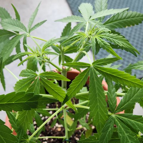 Mystery 2 growlog timeline photo