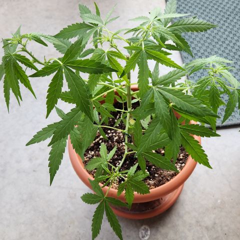 Mystery 2 growlog timeline photo