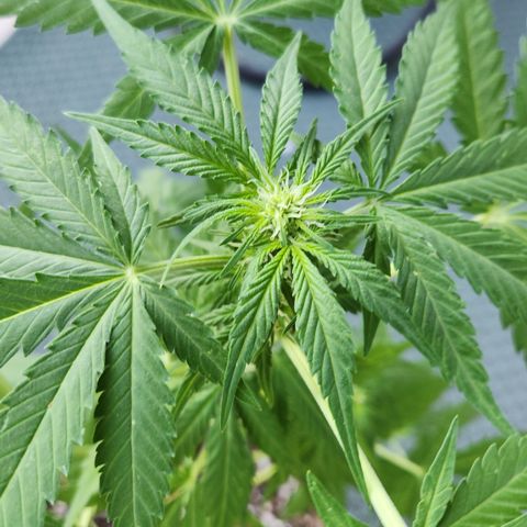 Mystery 1 growlog timeline photo