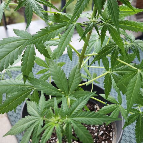Mystery 1 growlog timeline photo