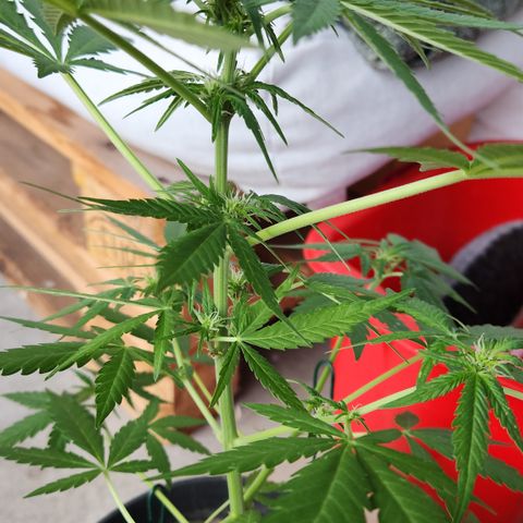 Mystery 1 growlog timeline photo