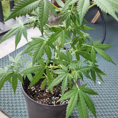 Mystery 1 growlog timeline photo
