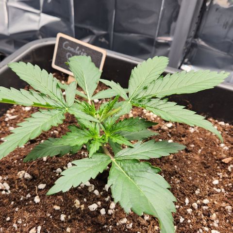 Cookie Gelato AUTO growlog timeline photo