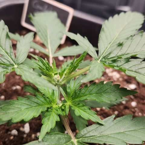 Cookie Gelato AUTO growlog timeline photo