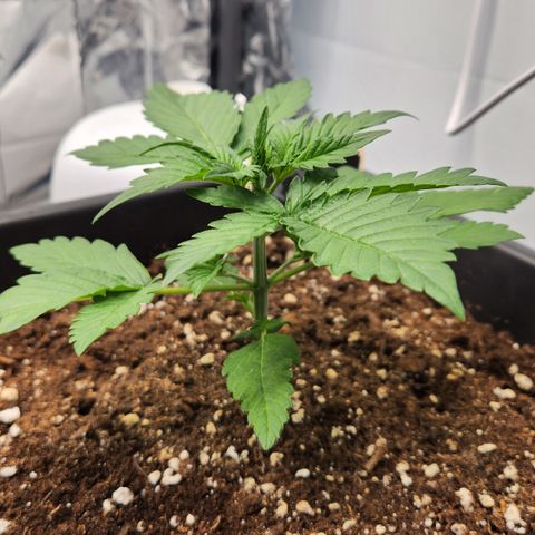 Royal Runtz AUTO growlog timeline photo