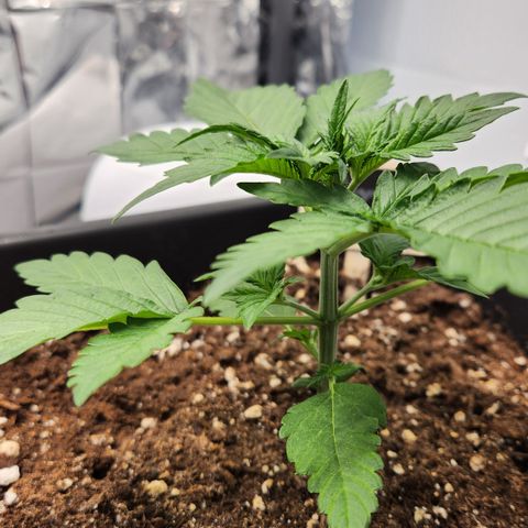 Royal Runtz AUTO growlog timeline photo