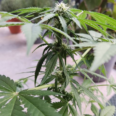 Mystery 1 growlog timeline photo