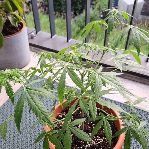 Mystery 2 growlog timeline photo