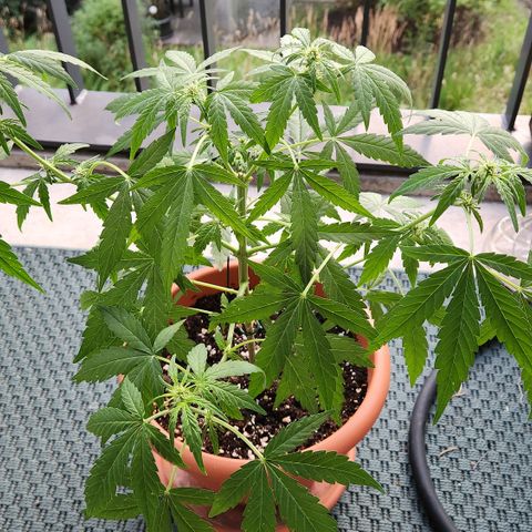 Mystery 2 growlog timeline photo