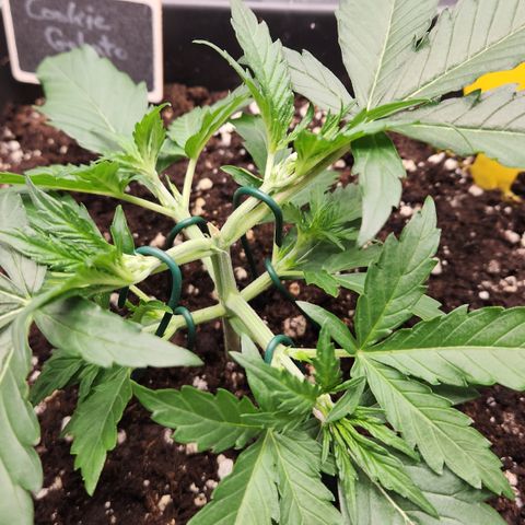 Cookie Gelato AUTO growlog timeline photo