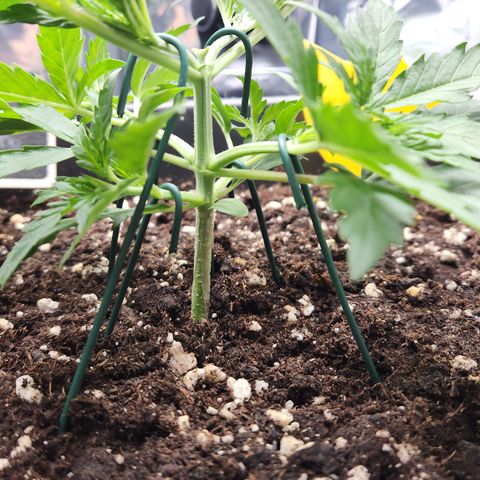 Cookie Gelato AUTO growlog timeline photo