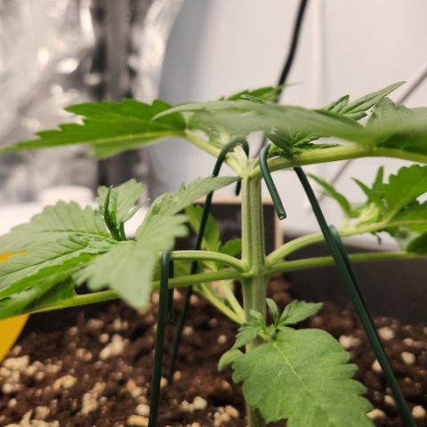 Royal Runtz AUTO growlog timeline photo