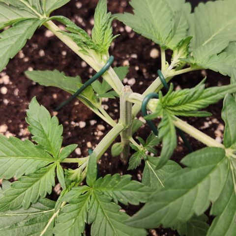 Royal Runtz AUTO growlog timeline photo