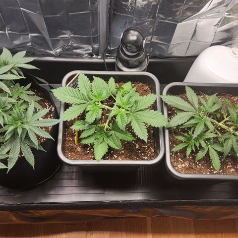 Cookie Gelato AUTO growlog timeline photo