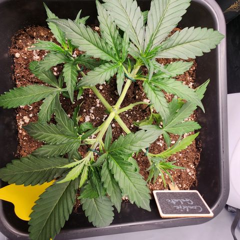Cookie Gelato AUTO growlog timeline photo