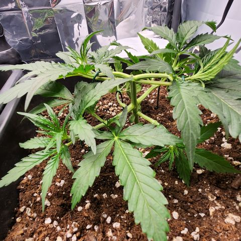 Cookie Gelato AUTO growlog timeline photo